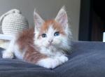 Empire - Maine Coon Cat For Sale - Hollywood&comma; FL&comma; US