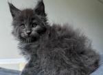 Frost General - Maine Coon Cat For Sale - Hollywood&comma; FL&comma; US