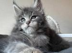 Chantal - Maine Coon Cat For Sale - Miami&comma; FL&comma; US