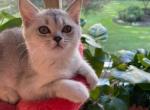 Lucy - Scottish Straight Cat For Sale - Brooklyn&comma; NY&comma; US
