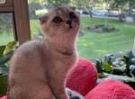 Tika - Scottish Fold Cat For Sale - Brooklyn&comma; NY&comma; US