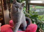 Sonya - British Shorthair Cat For Sale - Brooklyn&comma; NY&comma; US
