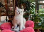 Casper - British Shorthair Cat For Sale - Brooklyn&comma; NY&comma; US