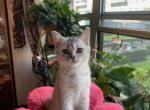 Mia - Scottish Straight Cat For Sale - Brooklyn&comma; NY&comma; US