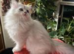 Dolly - British Shorthair Cat For Sale - Brooklyn&comma; NY&comma; US