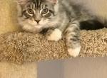 Sofia - Maine Coon Cat For Sale - Jacksonville&comma; FL&comma; US