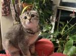 Lina - Scottish Fold Cat For Sale - Brooklyn&comma; NY&comma; US