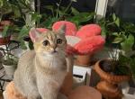 Monya - British Shorthair Cat For Sale - Brooklyn&comma; NY&comma; US