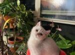 Lucky - British Shorthair Cat For Sale - Brooklyn&comma; NY&comma; US