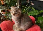 Toby - Scottish Fold Cat For Sale - Brooklyn&comma; NY&comma; US