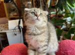 Sharkan - Scottish Fold Cat For Sale - Brooklyn&comma; NY&comma; US
