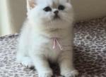 Stormy - British Shorthair Cat For Sale - OR&comma; US