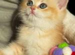 Kiara ny12 adorable black golden shell chinchilla - British Shorthair Cat For Sale - Houston&comma; TX&comma; US