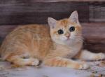 Kira black golden spotted golden chinchilla - British Shorthair Cat For Sale - Houston&comma; TX&comma; US