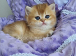 Cass Andra black golden shaded golden chinchilla - British Shorthair Cat For Sale - Houston&comma; TX&comma; US