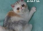 Zara - Exotic Cat For Sale - Lemont&comma; IL&comma; US