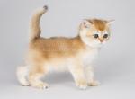 Anuta black golden shell ny 12  golden chinchilla - British Shorthair Cat For Sale - Houston&comma; TX&comma; US