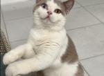 LIKE - British Shorthair Cat For Sale - Los Angeles&comma; CA&comma; US