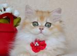 Kleo - British Shorthair Cat For Sale - Norwalk&comma; CT&comma; US