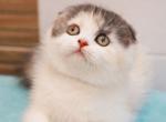 Joys - Scottish Fold Cat For Sale - Norwalk&comma; CT&comma; US