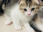 Jam - Scottish Fold Cat For Sale - WI&comma; US