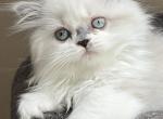 Demure - Ragdoll Cat For Sale - Hamtramck&comma; MI&comma; US