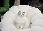 Tudou - Ragdoll Cat For Sale/Service - Beaverton&comma; OR&comma; US