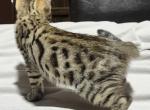 Beau - Bengal Cat For Sale - AR&comma; US