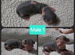 Male 1 - Sphynx Cat For Sale - CO&comma; US