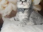Jonny - British Shorthair Cat For Sale - Philadelphia&comma; PA&comma; US