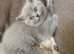 Ruby - British Shorthair Cat For Sale - Richmond&comma; VA&comma; US