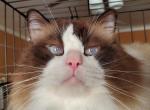 Stephen needs home ASAP - Ragdoll Cat For Sale/Service - Brooklyn&comma; NY&comma; US