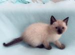 Mia - Siamese Cat For Sale - Vancouver&comma; WA&comma; US