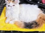 Cfa registered brown patched tabby and white - Persian Cat For Sale - Woodburn&comma; IN&comma; US