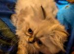 Cutie Lynx Point CFA Registered Himalayan - Himalayan Cat For Sale - Perry&comma; FL&comma; US