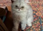 Big Eyes CFA Registered Persian Kitten - Persian Cat For Sale - Perry&comma; FL&comma; US