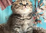 Tom - Scottish Fold Cat For Sale - Renton&comma; WA&comma; US