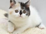 July - Scottish Straight Cat For Sale - Hollywood&comma; FL&comma; US