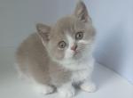 Azurit - Munchkin Cat For Sale - Pembroke Pines&comma; FL&comma; US