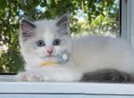 Sophie - Ragdoll Cat For Sale - Temple City&comma; CA&comma; US