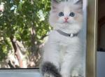 Yara - Ragdoll Cat For Sale - Temple City&comma; CA&comma; US
