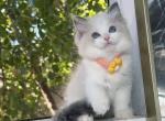 Rocco - Ragdoll Cat For Sale - Temple City&comma; CA&comma; US