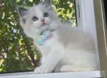Finn - Ragdoll Cat For Sale - Temple City&comma; CA&comma; US