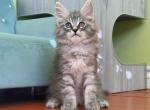 Zorro - Maine Coon Cat For Sale - Temple City&comma; CA&comma; US