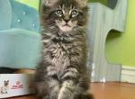 Iggy - Maine Coon Cat For Sale - Temple City&comma; CA&comma; US