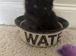 Black female - Maine Coon Cat For Sale - Chapel Hill&comma; NC&comma; US