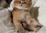 Scottish straight boy - Scottish Straight Cat For Sale - Shakopee&comma; MN&comma; US