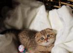 Purebred Scottish fold boy - Scottish Fold Cat For Sale - Shakopee&comma; MN&comma; US