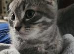 Simon - Scottish Fold Cat For Sale - Molalla&comma; OR&comma; US