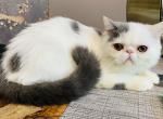 Damien - Exotic Cat For Sale - Philadelphia&comma; PA&comma; US